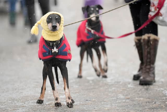 When is it too cold to walk your dog? (Photo: Christopher Furlong/Getty Images)