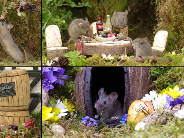 Mice in tiny fantasy houses created by Simon Dell in his garden in Sheffield, South Yorkshire. 