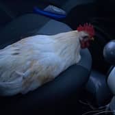 Woman rescues cockerel after it flew through her car window.