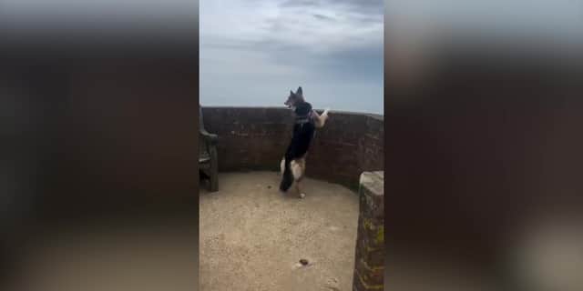 Man walking UK coastline with his dog after being stabbed.