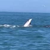 Dolphin pod filmed in the water near Bridlington. Credit: Steve Race Wildlife Photography 