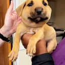 Clouds the puppy with a swollen face after being stung by a hornet. 