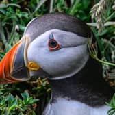 One of the Skomer Island puffins on the colony near Penbrokeshire. Credit: David Lister photography