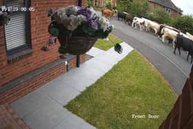 A herd of 45 cows escaped to explore the streets of Ripon. 