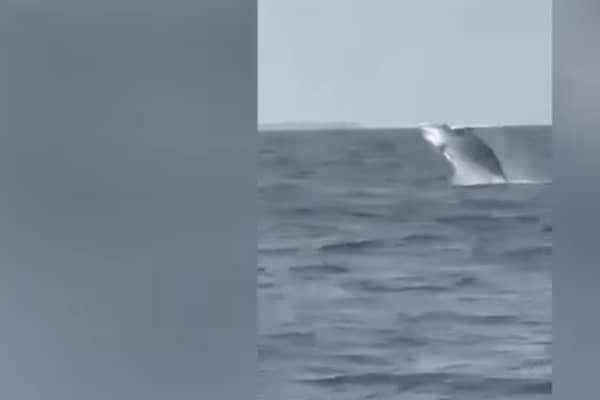 Whale pops up from sea in front of amazed Jersey schoolchildren on trip.