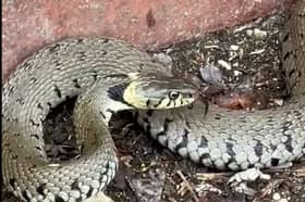 A huge snake is filmed slithering along UK canal towpath.