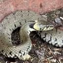 A huge snake is filmed slithering along UK canal towpath.