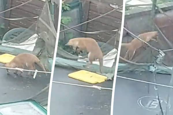 Little fox cubs play on a trampoline in Margret Norman's garden in Bedminster, Bristol.