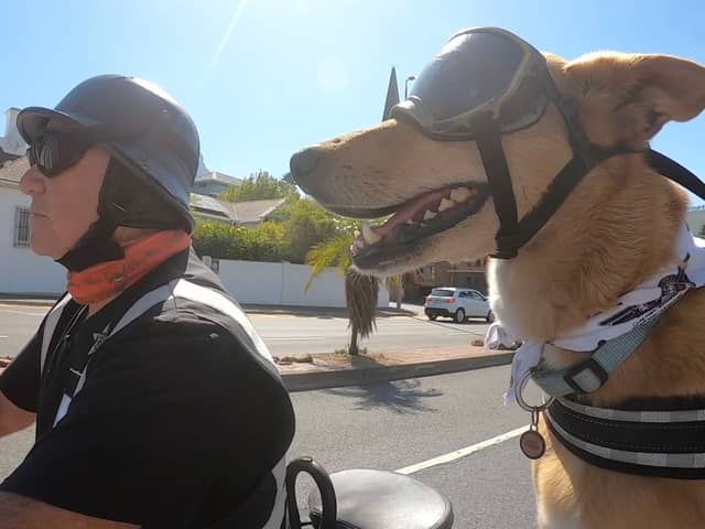 Brody, the real life Gromit, who accompanies tourists on sidecar tours with owner Tim Clarke. 