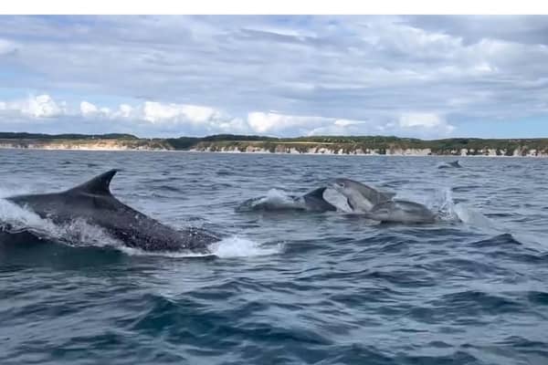 Dolphins playfully leap beside boat in Bridlington. Credit: Steve Race Wildlife Photography
