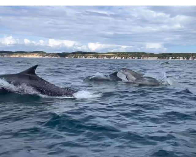 Dolphins playfully leap beside boat in Bridlington. Credit: Steve Race Wildlife Photography
