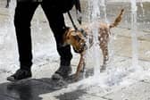 A dog tries to cool down in the water of a fountain. (Photo: BARBARA GINDL/APA/AFP via Getty Images)