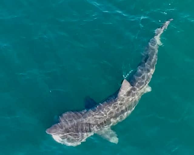 Basking shark spotted off the coast of Scotland in Ayrshire