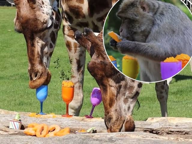Giraffes and macaque monkeys enjoy butternut squash cocktails at a summer party, thrown by staff at Woburn Safari Park.