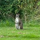 The wallaby spotted at Oakmere Golf Club, Nottinghamshire.  