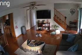 Mischievous cats caught on Ring Camera