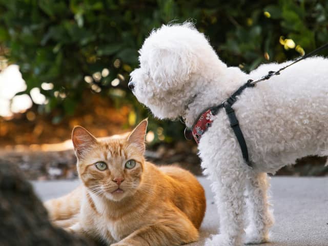 Brilliant bargains for the pets in your life