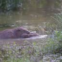 Baby beavers have been born in London for the first time in 400 years. 