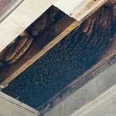 10,000 bees were found living above this East London pub for 10 years before being discovered. 