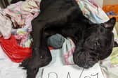 Bella was starved to death, and found to have chewed up toothbrushes in stomach, after RSPCA found her body