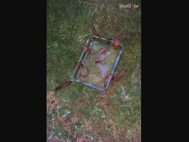 Creepy garden hack: Watch as horde of slugs drown in BEER