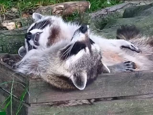 Adorable sleepy raccoons lounge around at Northumberland Zoo