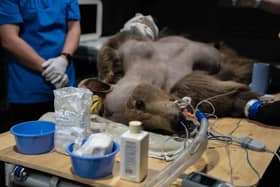 Boki the two year old brown bear during his brain surgery, which he is now recovering from.