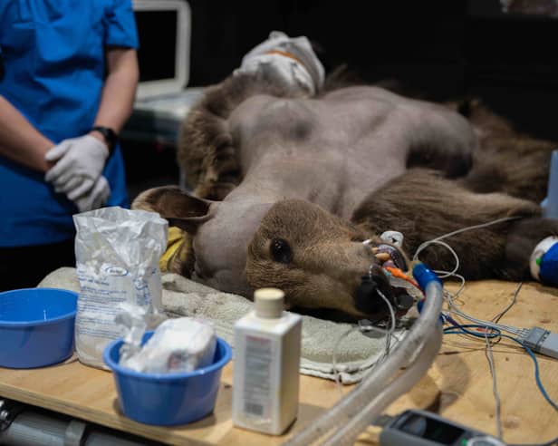 Boki the two year old brown bear during his brain surgery, which he is now recovering from.