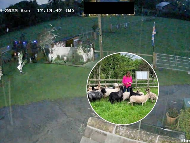 Flock of sheep flee in terror during fireworks display near farm