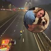 A lost dog has been reunited with his owner - after she caused the motorway to temporarily shut down 8 TIMES!!!