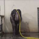 Mary the elephant takes a shower.
