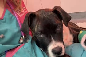 Bruno the dog recovering after the surgery at Manchester PDSA Pet Hospital