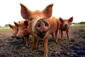 A poll of 2,000 meat-eaters found the youngest generation are most conscious about where their food originated from