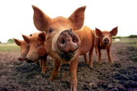 A poll of 2,000 meat-eaters found the youngest generation are most conscious about where their food originated from