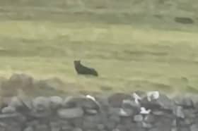 Footage shows a suspected big cat sitting in a field near the town of Askrigg, North Yorkshire.