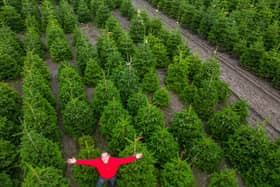 Owner Toby Ryley at Friezeland Christmas tree farm in Warwickshire