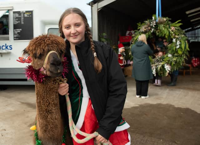 One of Santa's elves with George the alpaca on Lowlands Farm