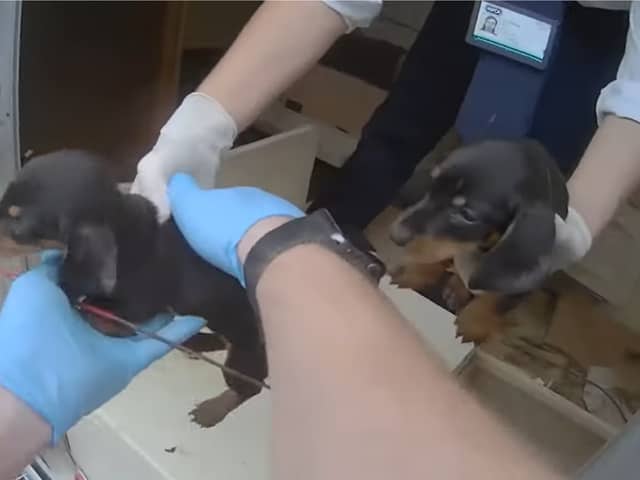 The puppies are lifted from the caravan.