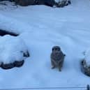 A meerkat enjoying the snow at Knowsley Safari.