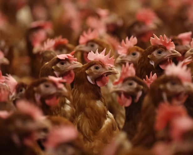 Bird flu is rare in humans, but it can be serious or even deadly.