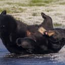 North American black bears playing on the ice at Woburn Safari Park in Bedfordshire.