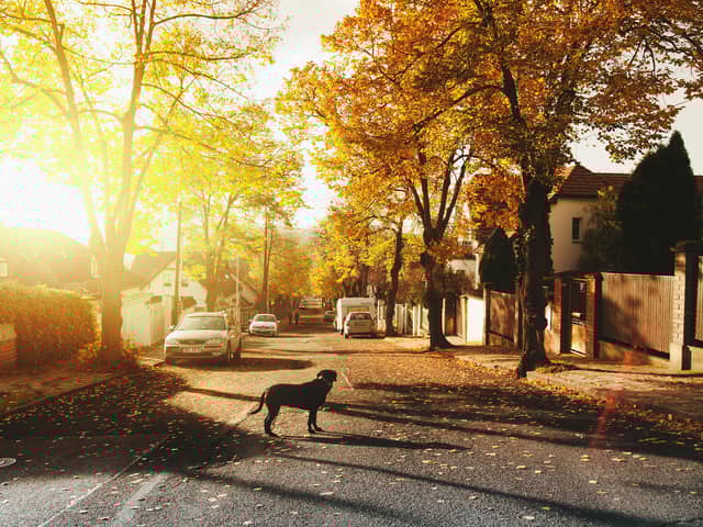 Between January 2023 and June 2024, nearly 5,000 dogs and over 20,000 cats were reported missing. 