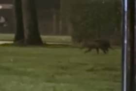 Video grab from footage showing the bizarre moment a dad and daughter spotted what they believed to be a 'kangaroo'- in southeast London. 