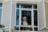 Dogs can sometimes become distressed when they are left alone for too long.