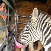 Bev Griffiths and Ziggy the zebra.