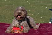 Lagotto Romagnolo Savvy at the launch of Crufts 2025