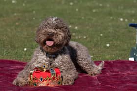Lagotto Romagnolo Savvy at the launch of Crufts 2025