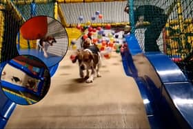 Inside Soft Paws play area with a huge ball pit and slide