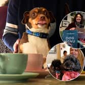 Inside dog-friendly cafe Bijou, where pooches are 'spoilt rotten' with their own tasty menu