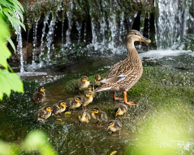Mallard ducklings and mother in the Wesley Brook, Shifnal, Shropshire.
